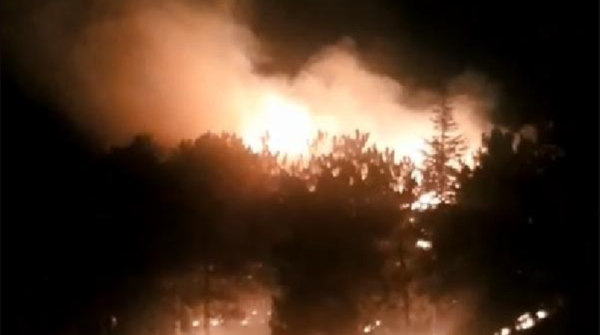 Ankara'da orman yangını! Çok sayıda ağaç zarar gördü