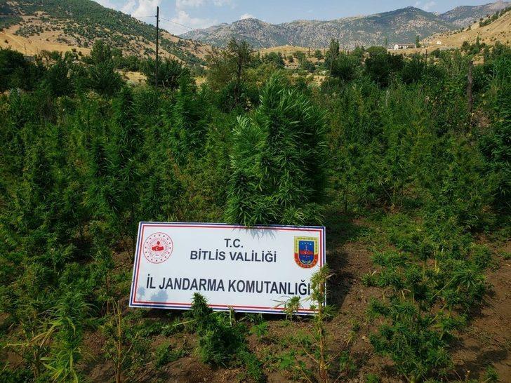 Bitlis’te 48 kilogram kubar esrar ve 2 bin 345 kök kenevir ele geçirildi G2