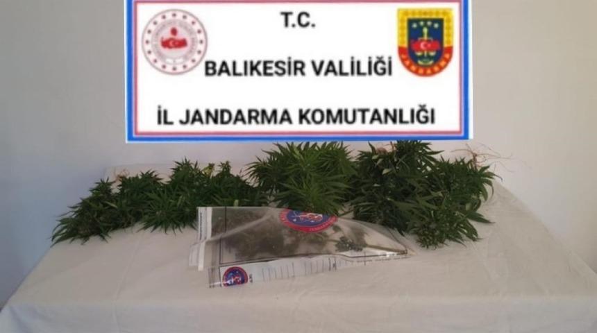 Bigadi&ccedil;&rsquo;te esrar ve kenevir bitkisi operasyonu