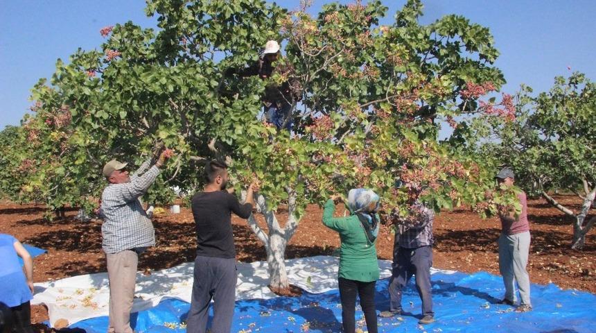 Kilis&rsquo;te fıstık hasadı s&uuml;r&uuml;yor