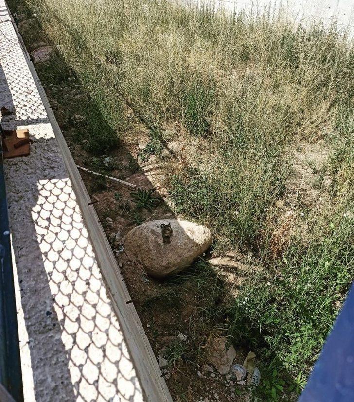 İstinat duvarları arasında mahsur kalan yavru kedi kurtarıldı G3