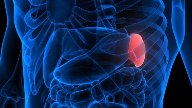 Dalağa ne iyi gelir? Dalağa faydalı besinler ile evde doğal tedavi mümkün mü?