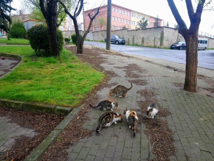 Çorlu Belediyesi sokak hayvanlarına sahip çıkıyor G2