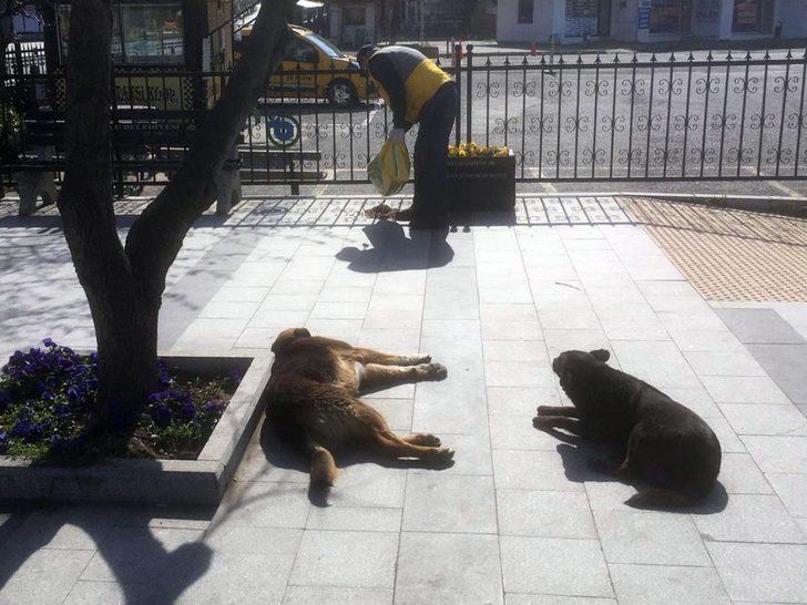 Çorlu Belediyesi sokak hayvanlarına sahip çıkıyor G3