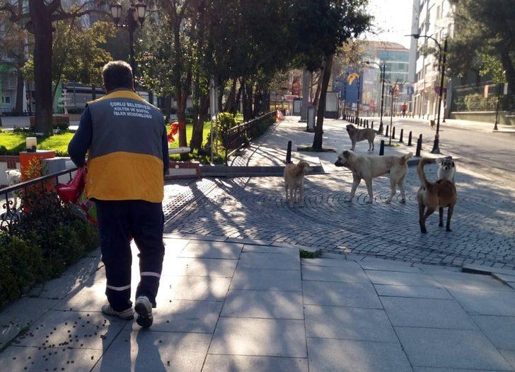 Çorlu Belediyesi sokak hayvanlarına sahip çıkıyor G4