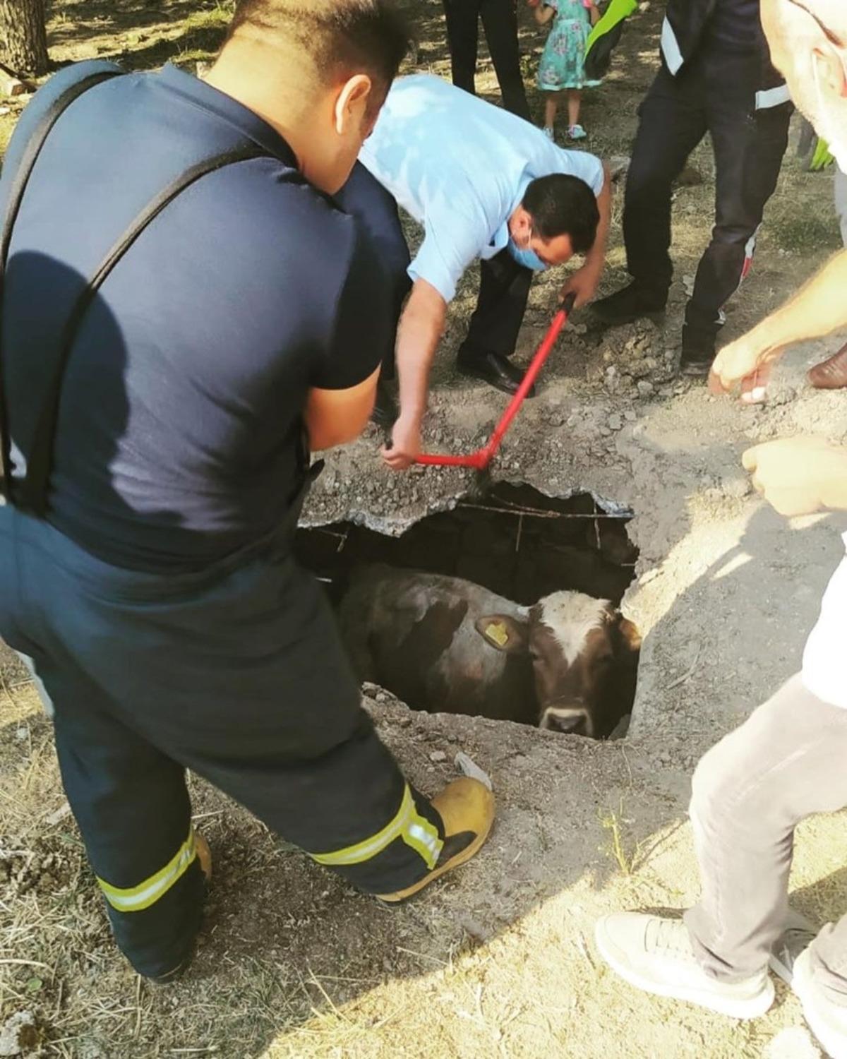 Kuyuya d&uuml;şen inek kurtarıldı