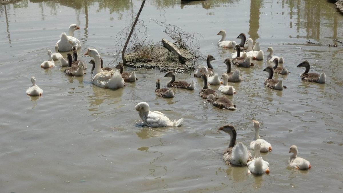 Muş&rsquo;ta kanatlı hayvanlara rağbet g&ouml;steriliyor