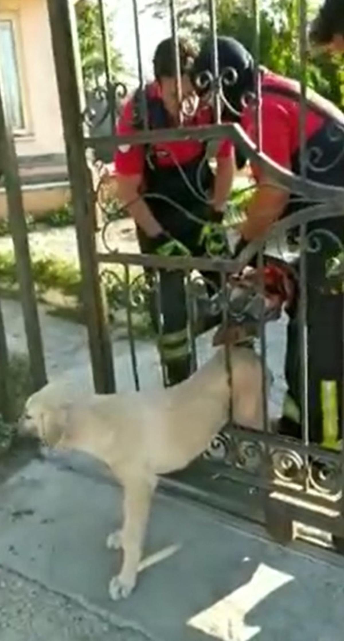 Korkuluklara sıkışan k&ouml;peğin imdadına itfaiye yetişti