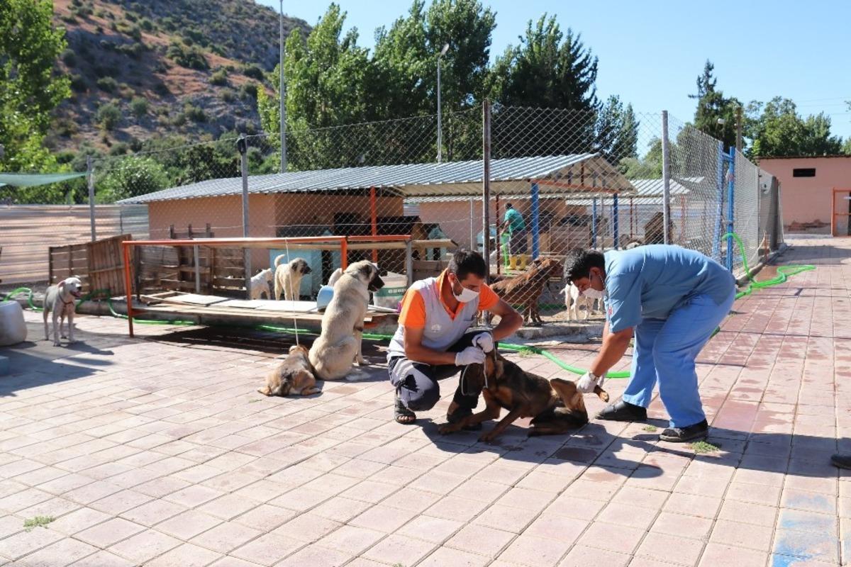 Kozan&rsquo;da Sokak hayvanları kısırlaştırma &ccedil;alışması başladı