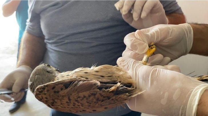 Bakım ve tedavileri yapılan 14 kuş halkalanarak doğaya salındı G3