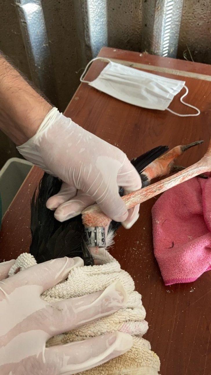 Bakım ve tedavileri yapılan 14 kuş halkalanarak doğaya salındı G4