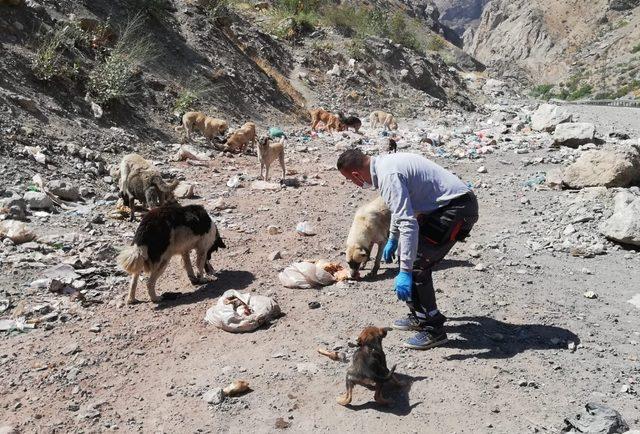 Hakkari’de sahipsiz hayvanlara yiyecek bırakıldı