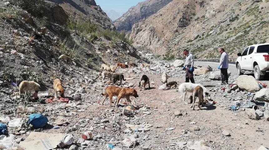 Hakkari’de sahipsiz hayvanlara yiyecek bırakıldı