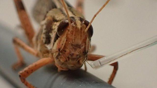 ABD’li bilim insanları çekirgeleri bomba uzmanına dönüştürdü