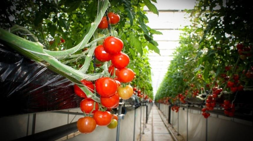 Eskişehir&rsquo;de sağlıklı ve g&uuml;venilir sebze &uuml;retimi