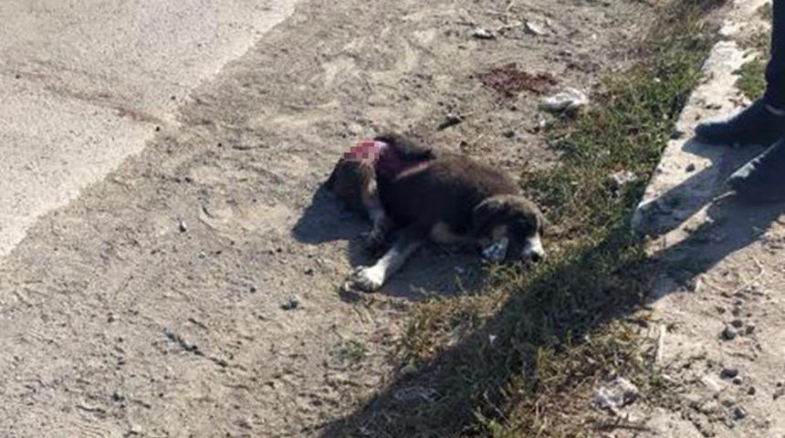 Aracın &ccedil;arptığı k&ouml;pek telef oldu