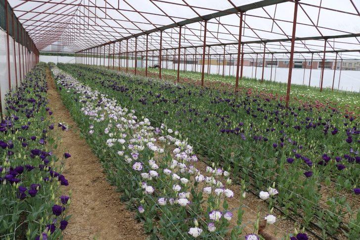 Ordu’da büyükşehir arazilerini üretime açtı G1