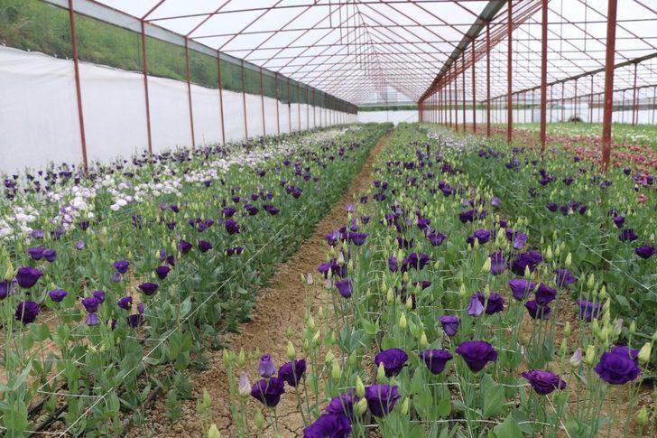 Ordu’da büyükşehir arazilerini üretime açtı G3