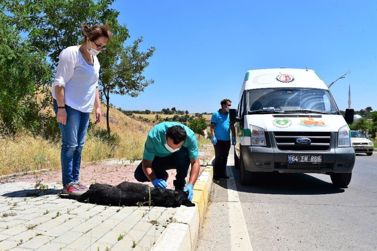 Uşak&rsquo;ta sokak hayvanları i&ccedil;in yeni bir umut