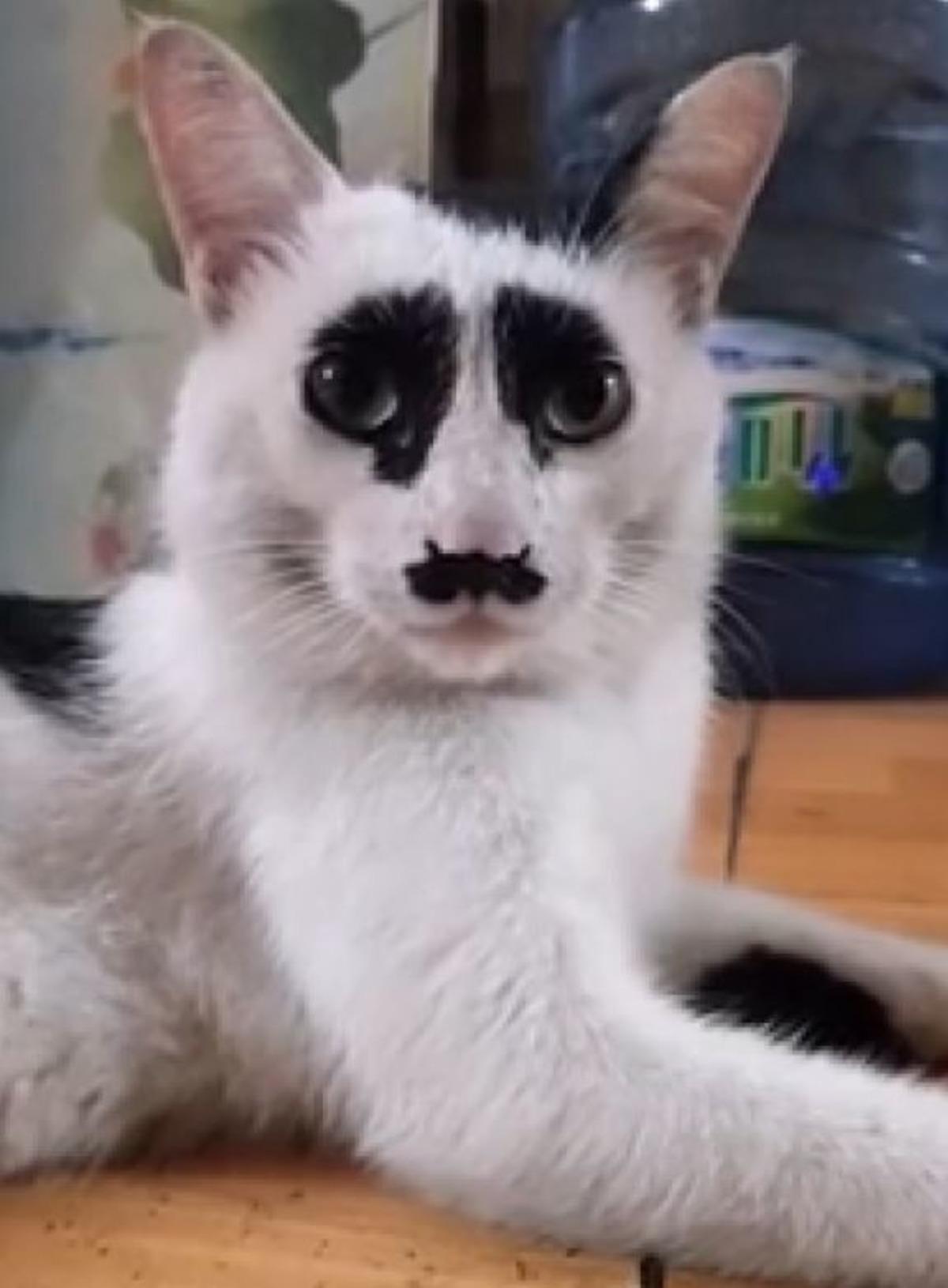 &Ccedil;in&rsquo;deki &lsquo;&uuml;zg&uuml;n kedi' sosyal medyada ilgi odağı oldu