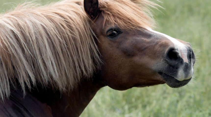 Küçük kızın at ile çekilen fotoğrafı kahkahalara boğdu