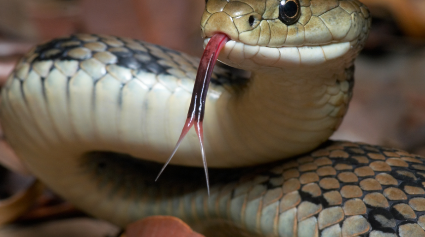 Her gece yılanı ile uyuyan kadının garip hikayesi