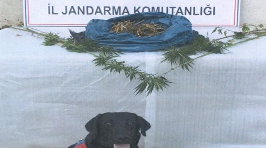 Sinop’ta uyuşturucu operasyonu