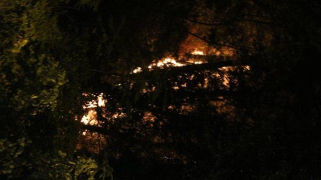 Emirgan Korusu'ndaki yangının nedeni belli oldu!