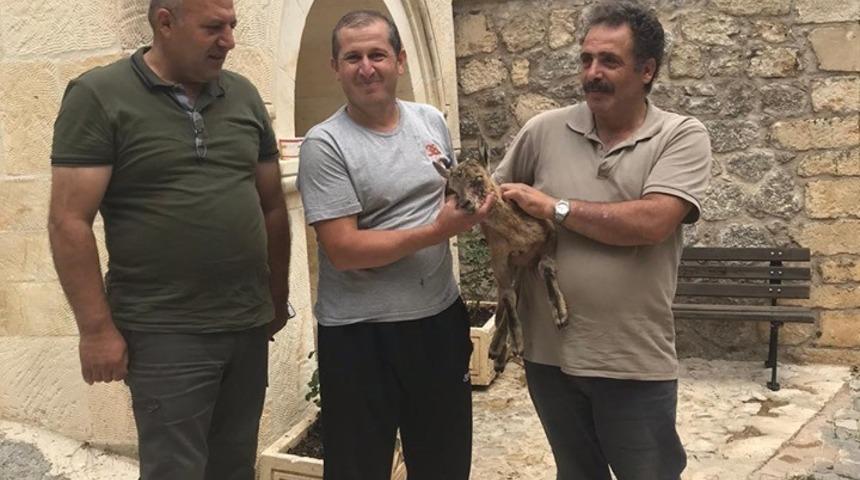 Bir gözü kör olan yavru dağ keçisine yardım eli