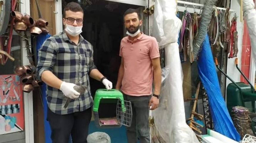 Yorgun halde bulunan güvercin tedavi altına alındı