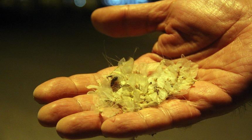 Beyaz söğüt kelebekleri ölüme uçtu