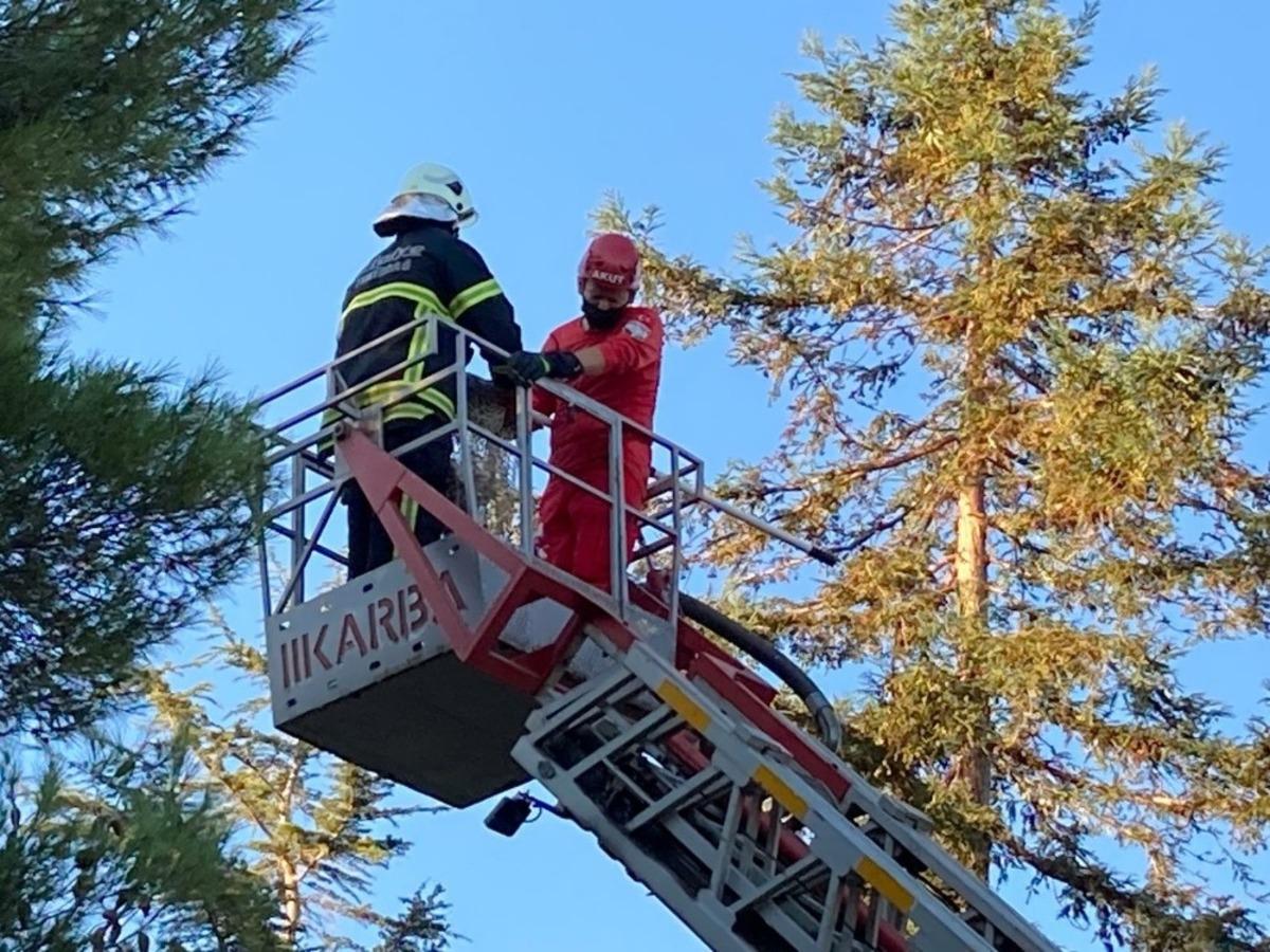 Ağa&ccedil;ta kedi kurtarma operasyonu