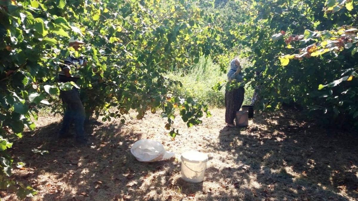 Kandıralı &ccedil;ocuklar, tatilde fındık toplayan ailelerine yardım ediyor