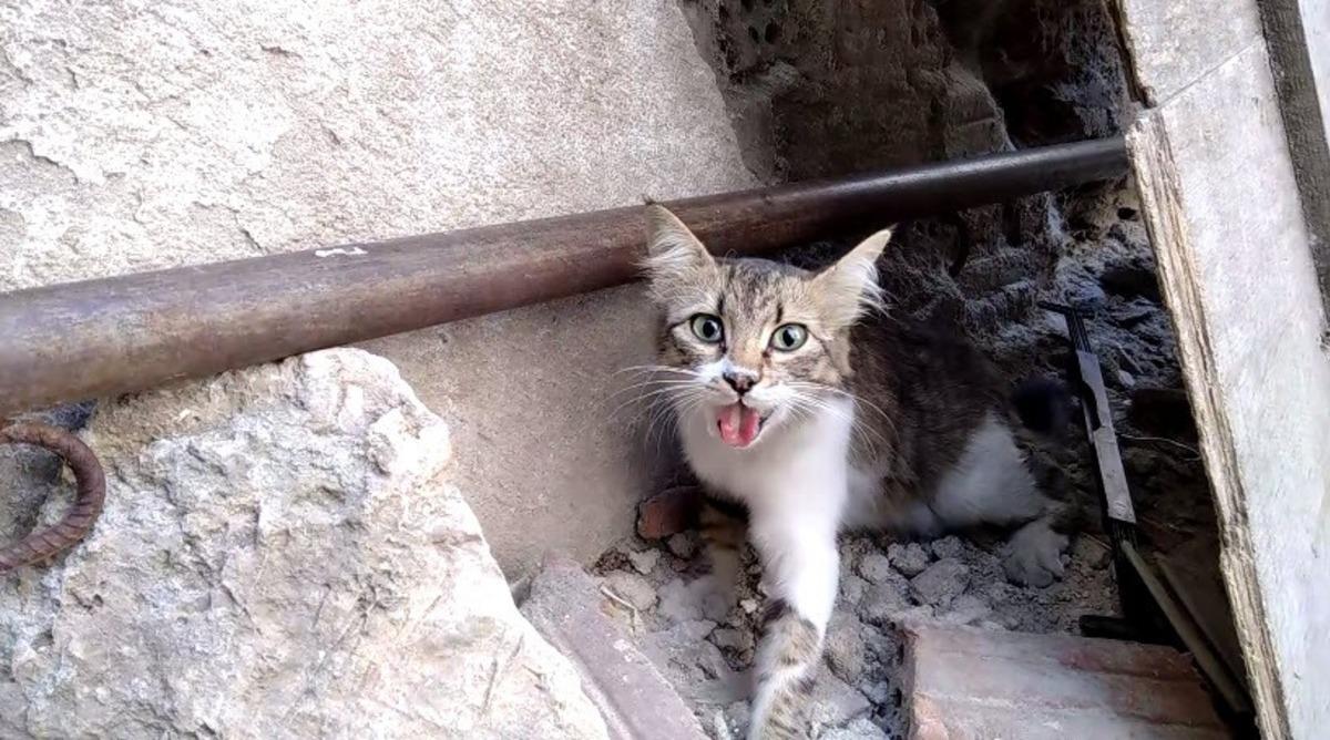 Boğazına kemik batan sokak kedisi ameliyatla sağlığına kavuştu