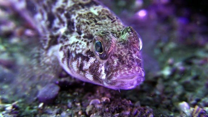 Sualtı meraklıları için hazırladı! Gören hayran kalıyor G1