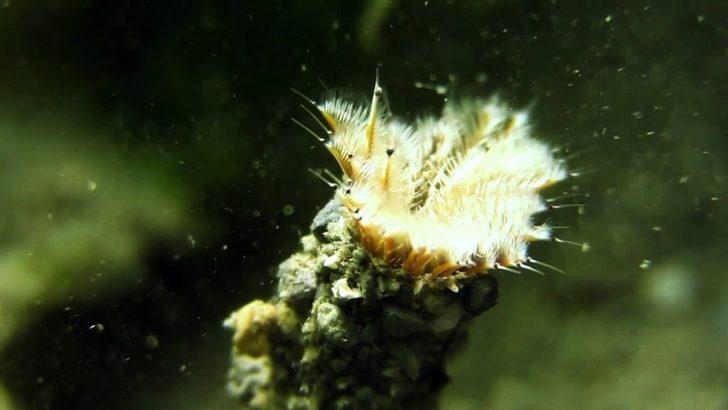 Sualtı meraklıları için hazırladı! Gören hayran kalıyor G2