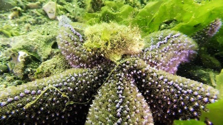 Sualtı meraklıları için hazırladı! Gören hayran kalıyor G3