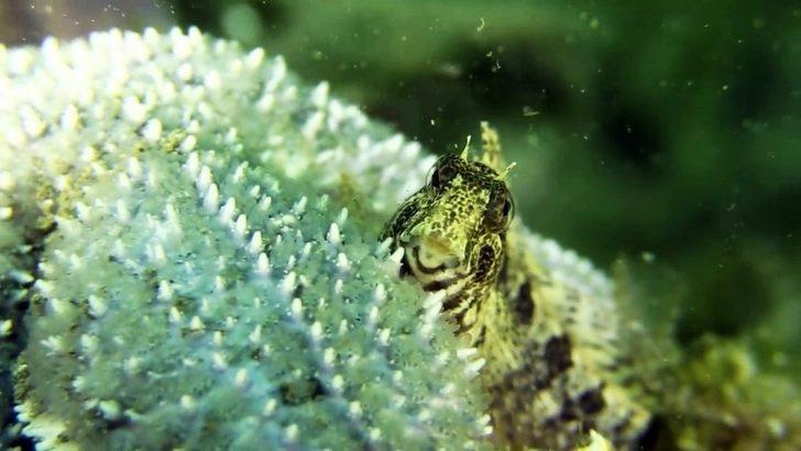 Sualtı meraklıları için hazırladı! Gören hayran kalıyor G4