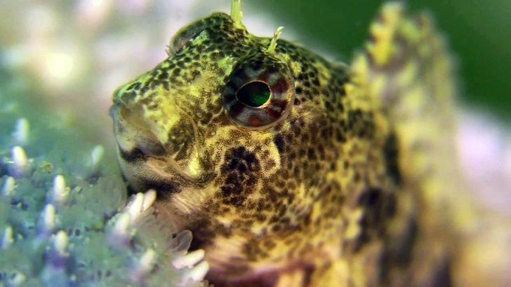 Sualtı meraklıları için hazırladı! Gören hayran kalıyor G5