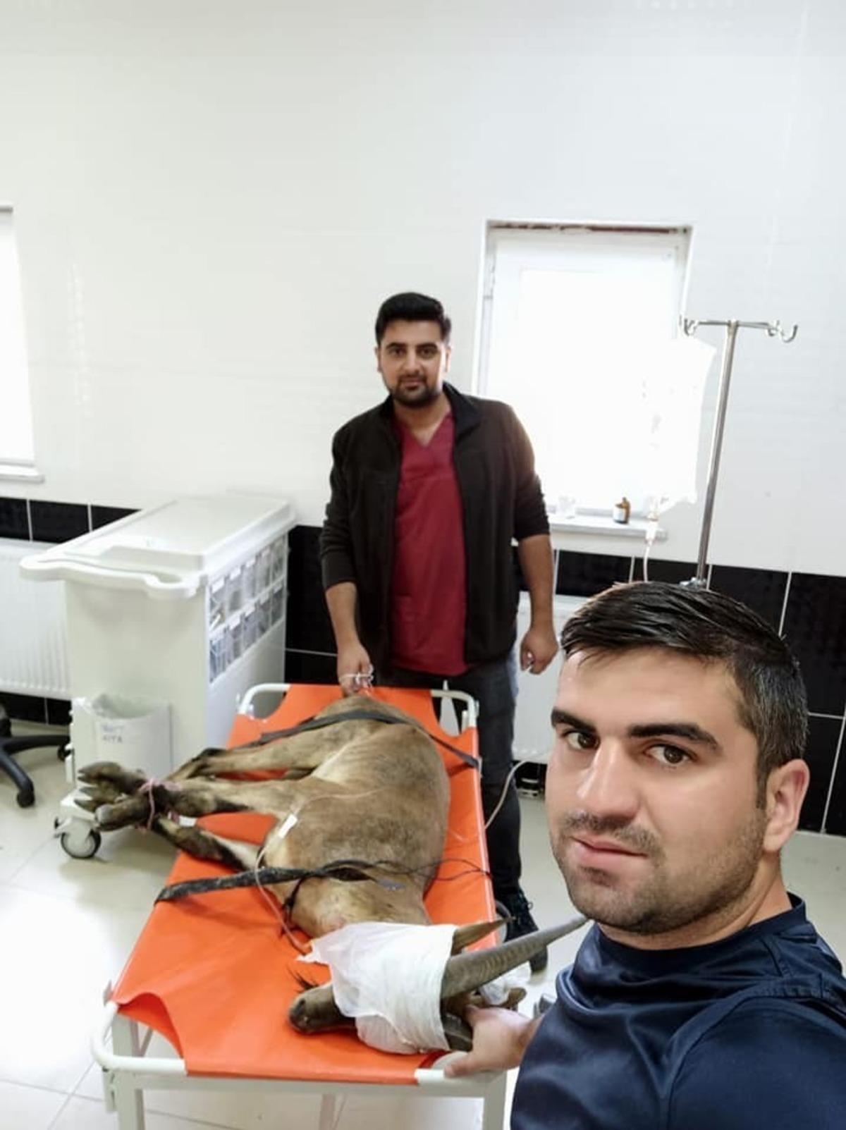 Erzurum&rsquo;da bulunan yaban ke&ccedil;isi Kars&rsquo;ta tedaviye alındı