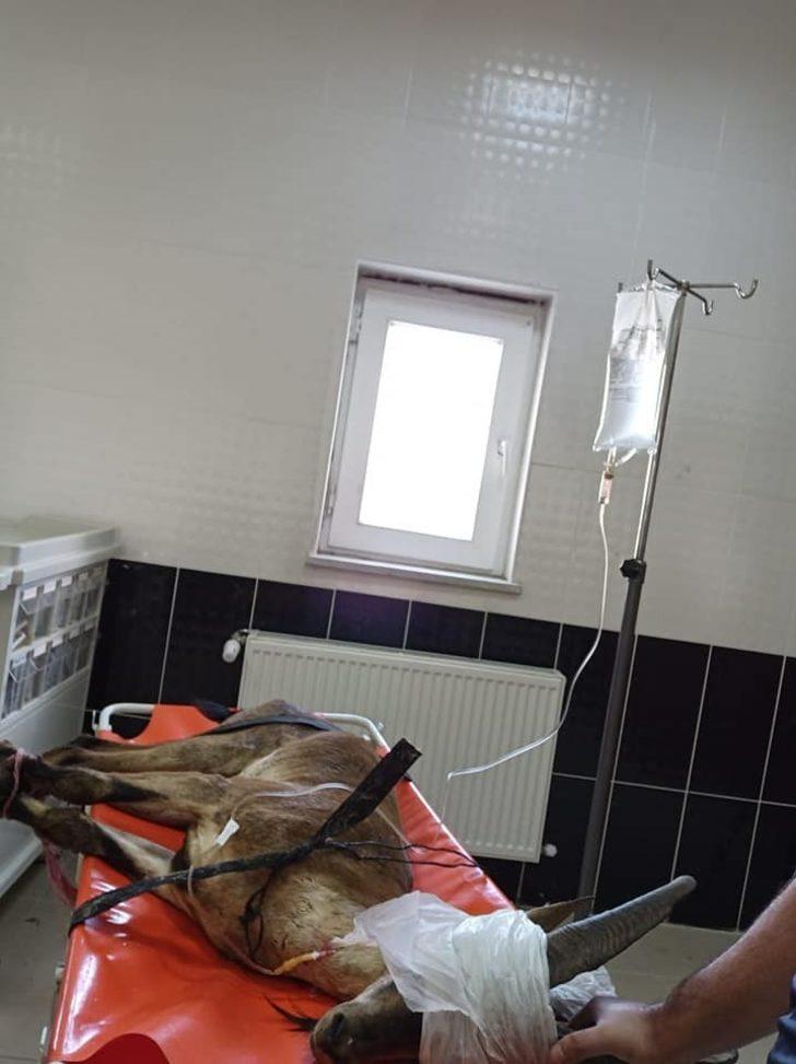 Erzurum’da bulunan yaban keçisi Kars’ta tedaviye alındı G2