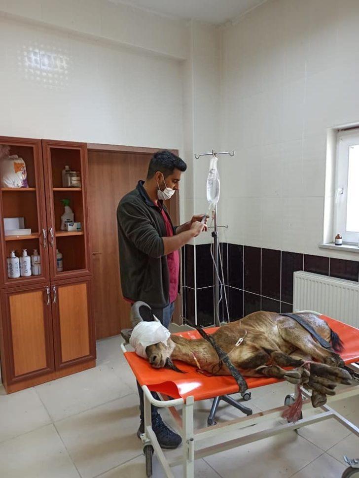 Erzurum’da bulunan yaban keçisi Kars’ta tedaviye alındı G3