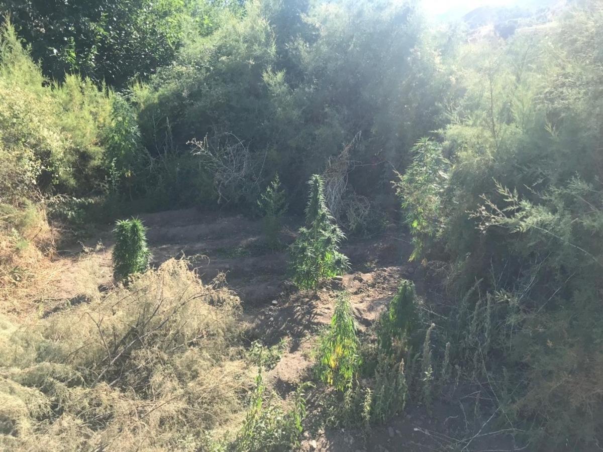 Elazığ&rsquo;da 182 k&ouml;k kenevir ele ge&ccedil;irildi
