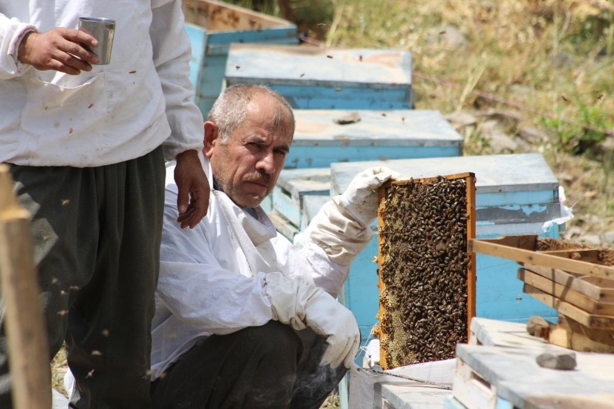 Şırnak&rsquo;ta ilk bal hasadı Kel Mehmet Dağlarında yapıldı