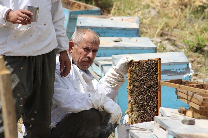 Şırnak’ta ilk bal hasadı Kel Mehmet Dağlarında yapıldı G1