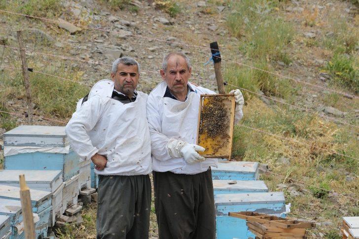 Şırnak’ta ilk bal hasadı Kel Mehmet Dağlarında yapıldı G3