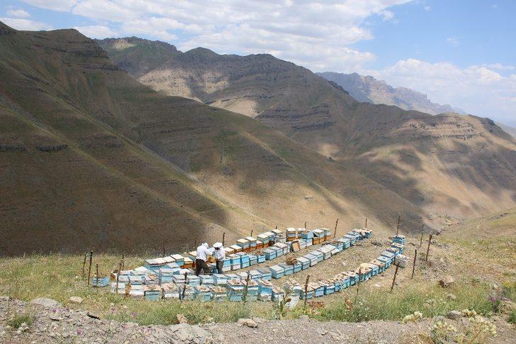 Şırnak’ta ilk bal hasadı Kel Mehmet Dağlarında yapıldı G4