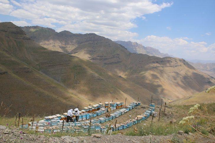 Şırnak’ta ilk bal hasadı Kel Mehmet Dağlarında yapıldı G5