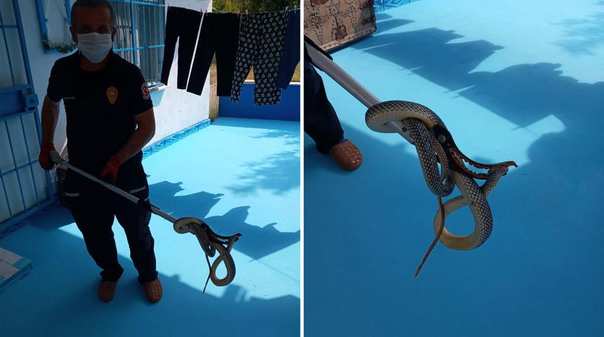 Eve giren 3 metrelik yılanı itfaiye çıkardı