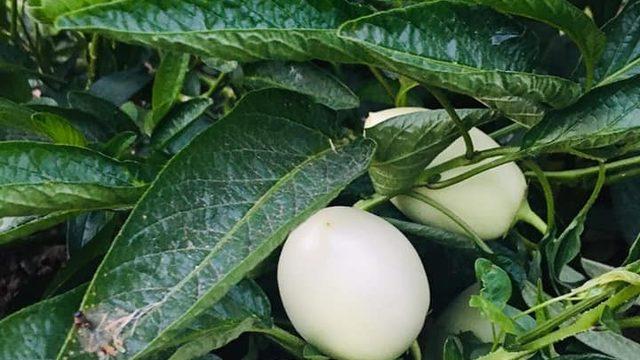 Şırnak’ta ilk kez pepino yetiştirildi